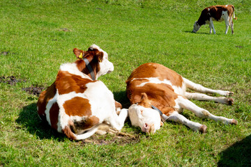 Naklejka na ściany i meble Brown and white cows in a grassy field on a bright and sunny day.