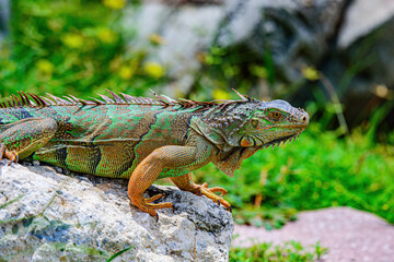 lizard of the genus Iguana native to Central, South America. And in the subfamily Iguanidae.