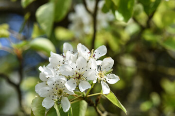 bourgeons fleurs pommier arbre printemps