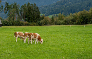Fototapeta na wymiar Brown and white cows in a grassy field on a bright and sunny day.
