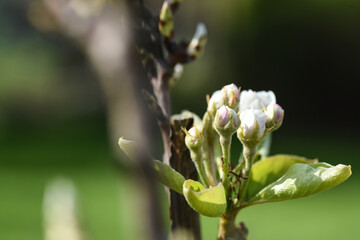 bourgeons fleurs pommier arbre printemps