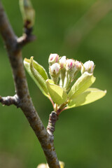 bourgeons fleurs pommier arbre printemps