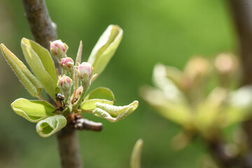 bourgeons fleurs pommier arbre printemps