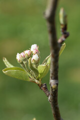 bourgeons fleurs pommier arbre printemps