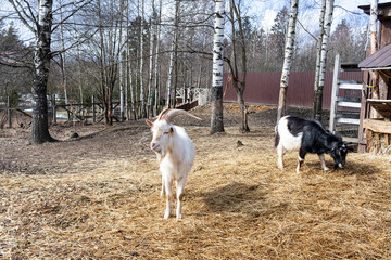 Domestic goats on the farm in spring. Agriculture image.