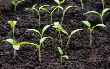 Young tomato seedlings in a container with a selective focus