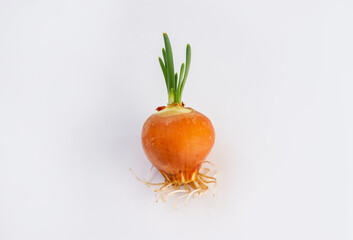 Onion sprouted with roots isolated on a light background.