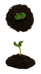 young green pumpkin sprout