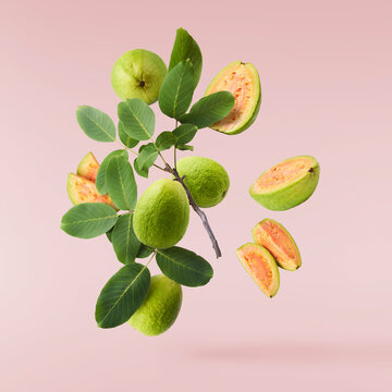 Fresh ripe guava falling in the air. Zero gravity concept