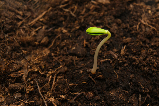 apple tree sprout