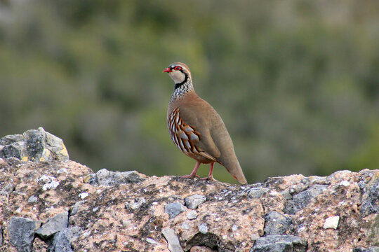 Red Legged Partridge Alectoris rufa standing on a stone terrace wall in the mountains of Montsia, Catalonia, Spain