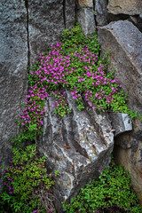 Bright pink flowers on the cliff