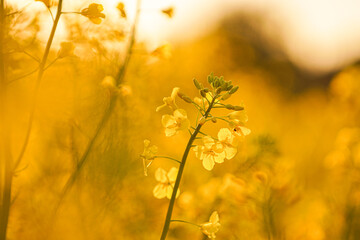 Beautiful yellow flower in the middle of a field for agriculture