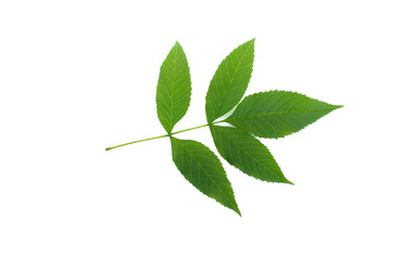 Tecoma stans leaf on white background.