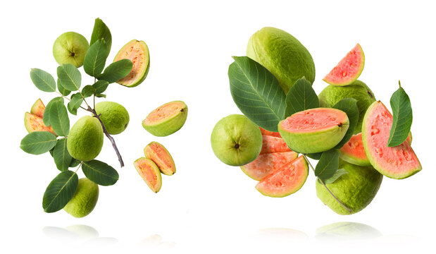 Fresh ripe guava falling in the air. Zero gravity concept
