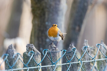 Robin the bird of the year 2021 on a branch