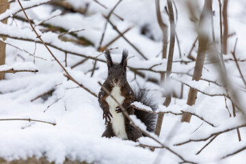 European brown squirrel in winter coat on a branch in the forest