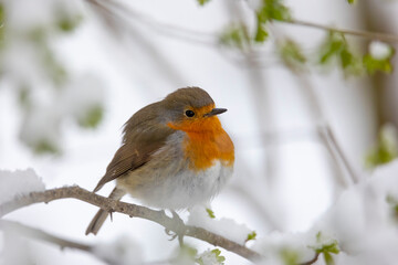 Robin the bird of the year 2021 on a branch