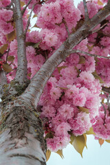 Japanese Flowering Cherry. Prunus serrulata. Pink flowers blooming tree. Park. Sky. Seasonal.