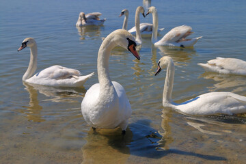 Swans by the river bank.