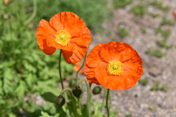 Fototapeta premium シベリアヒナゲシの花