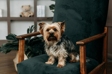 Little funny Yorkshire terrier sits on a green armchair and looks bored at the camera. There is...
