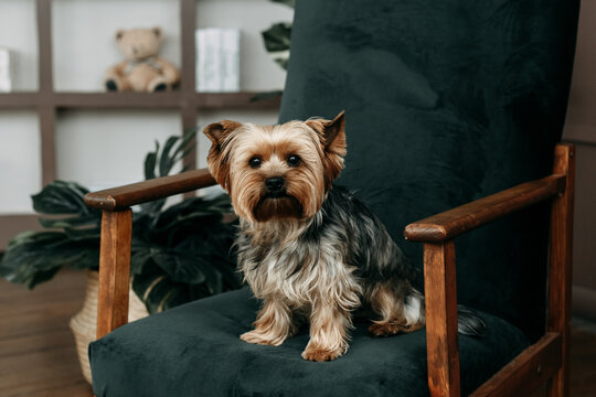 Little funny Yorkshire terrier sits on a green armchair and looks bored at the camera. There is only one domestic purebred dog.