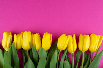 Yellow tulips on a pink background