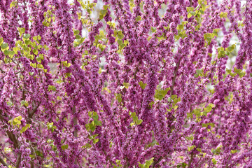 ハナズオウ　花模様