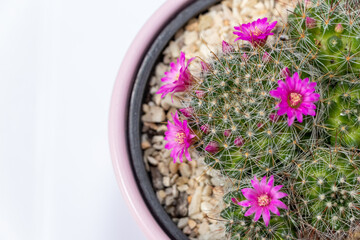 Mammillaria cactus flowers with pink blossom in clay pot on white blurred background. Selective focus.