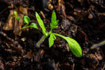 Tomato seedlings grow indoors with heating and additional lighting