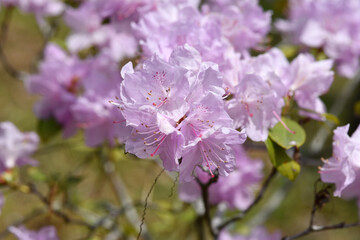 淡い紫のツツジの花