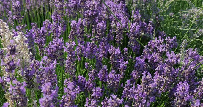 Lavender flower visiter by bees