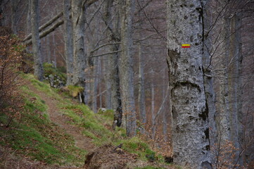 sentier de randonnée avec balisage aux marquages rouge et jaune dans la forêt avec des arbres 