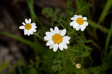 Three wild daisies in springtime