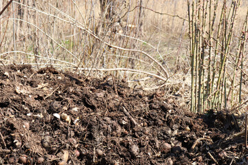 Pile of compost from organic waste in the garden. Recycling kitchen scraps and food waste
