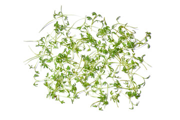 Micro green plant sprouts isolated on a white background. Radish microselen. Assortment of micro-greenery. Vegan micro-shoots of sunflower greens. Growing sprouted seeds, microgrin close-up