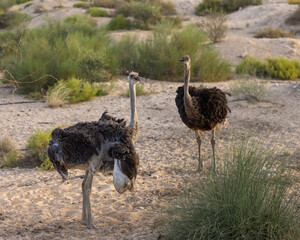 Egyptian Ostrich held in captive conservation programme, Saudi Arabia 