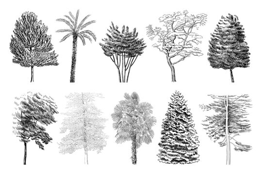 Vector set of different trees illustrations. Sketch art