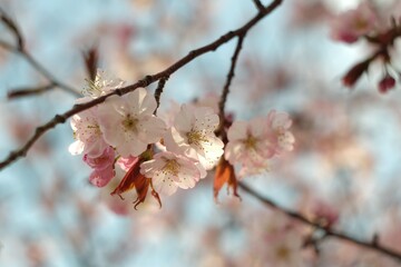 さくら・Sakura/ cherry-blossom