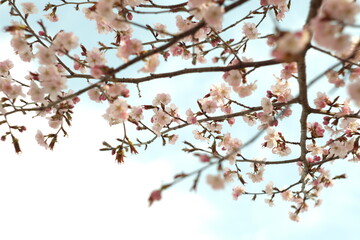 さくら・Sakura/ cherry-blossom