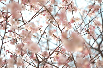 さくら・Sakura/ cherry-blossom