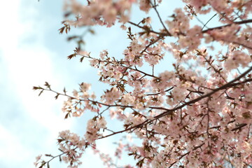 さくら・Sakura/ cherry-blossom
