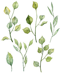 Set of watercolor hand painted twigs with green leaves. Botanical illustration