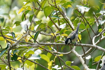 japanese tit on the branch