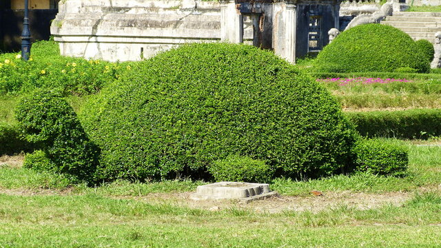 Formschnitt eines Buxbaumes zu einer Schildkr&ouml;te