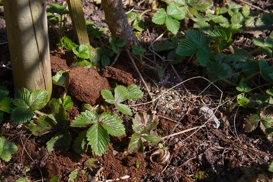 Coffee Grounds From The Coffee Machine From The Coffee Machine As A Fertilizer For Plants 