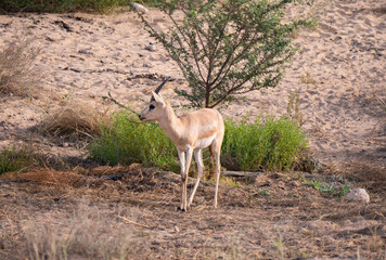 Arabian Sand Gazelle in natural habitat conservation area, Saudi Arabia  