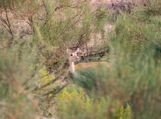 Arabian Sand Gazelle in natural habitat conservation area, Saudi Arabia  