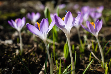 Close up of a group of purple crocus flowers